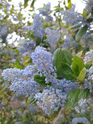 Ceanothus