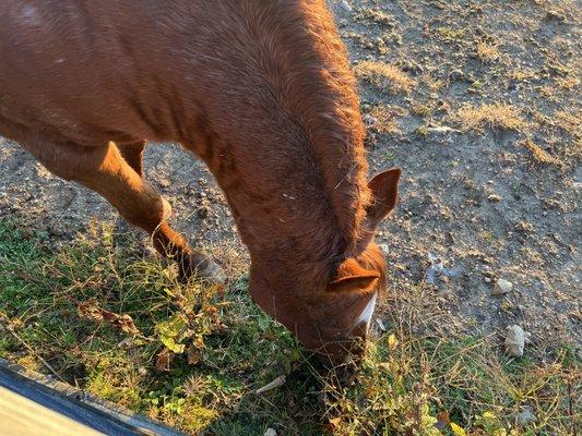 White Pines Ranch