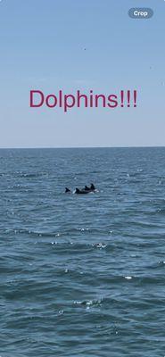 Dolphins!