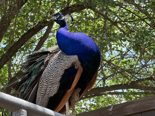 Even free roam peacock