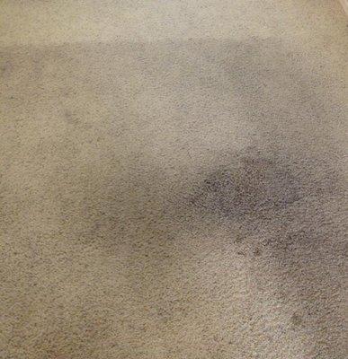 Beautiful clean carpets when we moved in! (Even though they said they were shampooed)