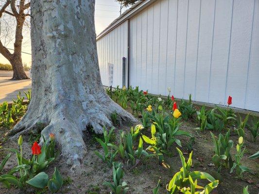 Lovely tulips great set-up for access, parking, restroom and wash area, grocer, too.