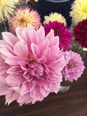 Dahlias at Jenny's Flowers.