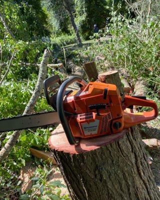 CT Tree Experts