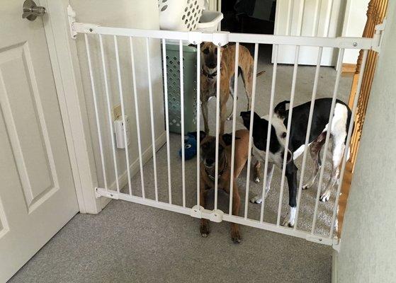 Our gate was actually installed for dogs, not kids. It was installed perfectly, and was in a tricky spot. Super sturdy and easy to use.