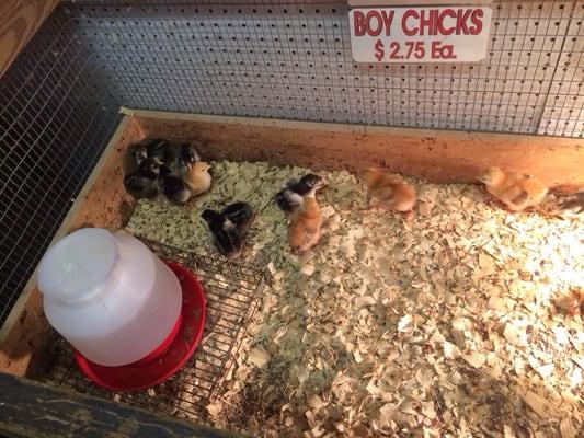 Baby chicks!