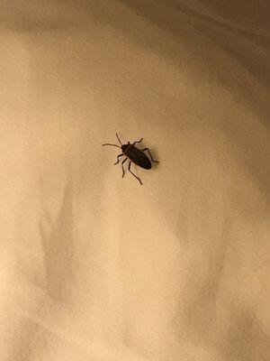 The bug that tried crawling in my mouth.  The front desk supervisor says "oh it's just a sewer roach"!