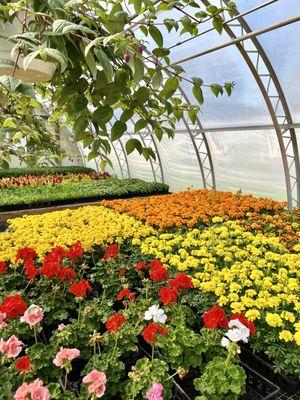 Maiurano's Flower Shop & Greenhouse