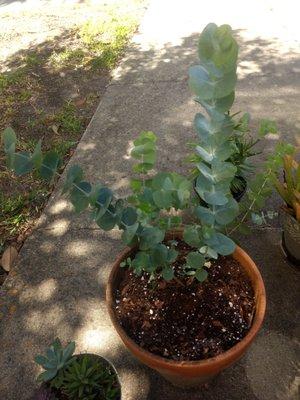 This is the beautiful eucalyptus he sold me when it was tiny and fit in a small pot