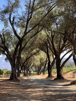 Smith-Madrone Vineyards