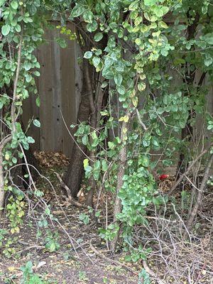 Leaves dumped on our property after working on neighbors' lawns