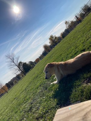 My Max, enjoying his favorite past time... the dog park.  My boy, in 2 weeks turns 14.