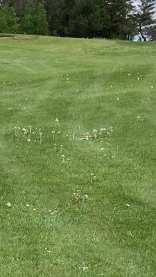 Dandelions in fairway