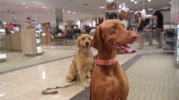 We take our clients everywhere for training and socialization even Macy's in Fashion Island!