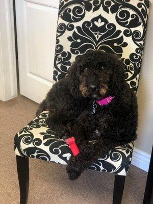 Scout, the office dog, relaxing with her bone.