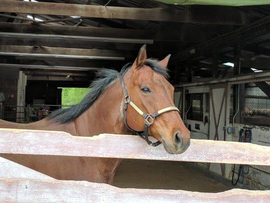 One of our therapy horses.