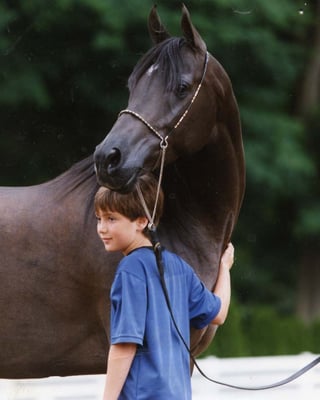 Des Fountain Horse Training