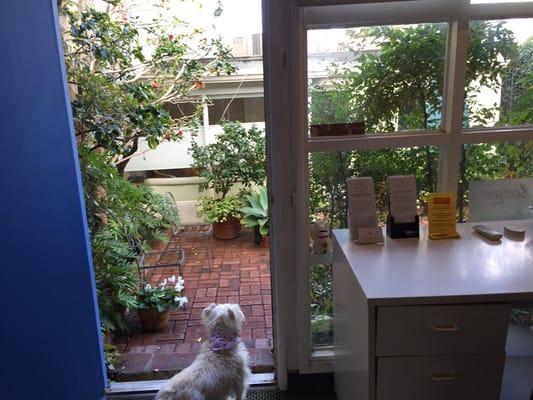 View into the private garden