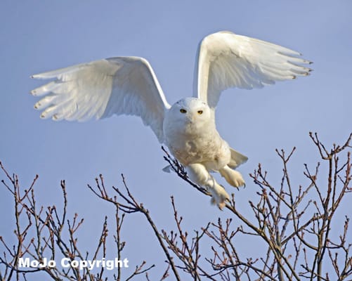 This Snowy Owl looks like an Angel to me.