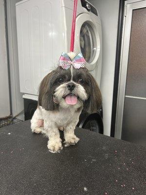 Shih Tzu