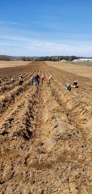 Our laborers planting asparagus in New Era, Michigan.