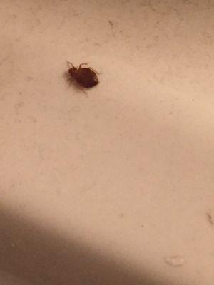 Bed bugs present, alive and breeding in my unit