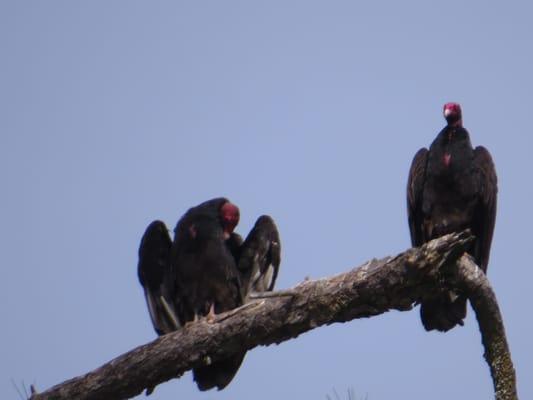 Turkey Vulture