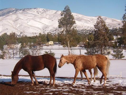 My horses in boarded at Shamrock T Ranch - beautiful with snow.