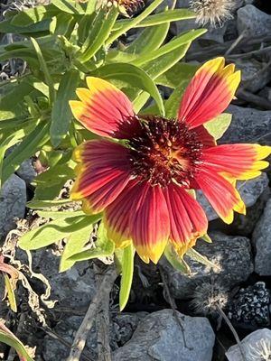 A survivor, Gaillardia or Blanket Flower