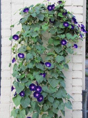 Morning glories in front of the shop.