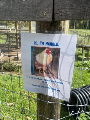 Harold the chicken