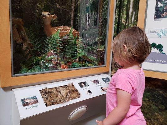 Displays in the discovery center with frog, bird, and animal sounds.