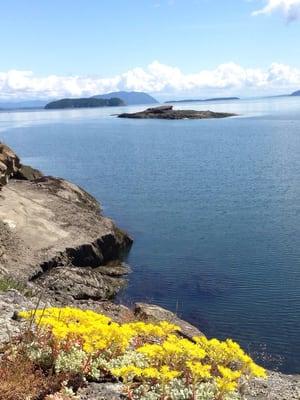 Stunning wildflowers and amazing views