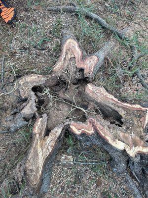 Dead loral oak stump