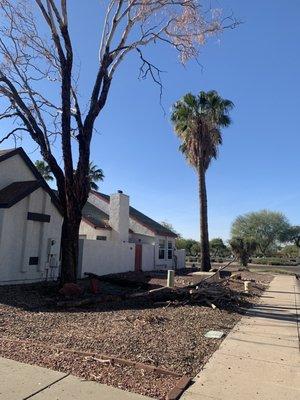 AZ’s Finest Tree Service & Landscape