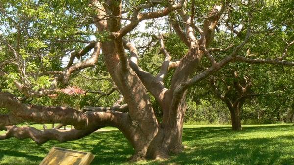 #TreeserviceinLubbockTX