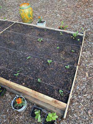 Pak Choi seedlings have a nice bed