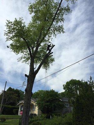 Tree Giants