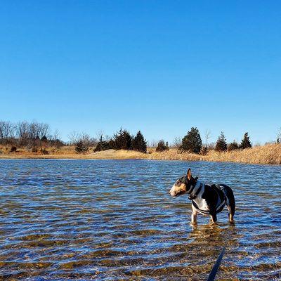 Captain Spish Dog Behavior