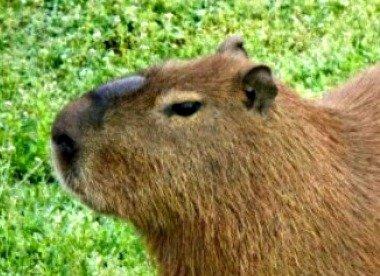 Capybara-World's largest rodent.