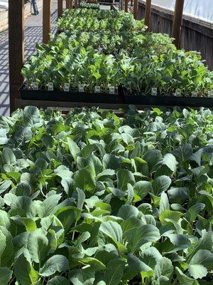 May 1 Broccoli, Cabbage, Cauliflower Kale, Collards, Brussels sprouts are ready for the garden!