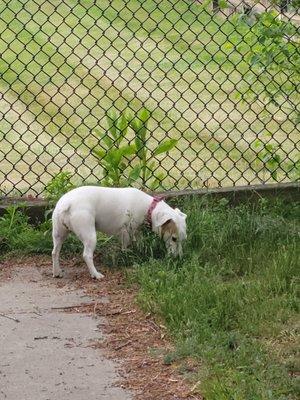 The Pup Park on Chelsea