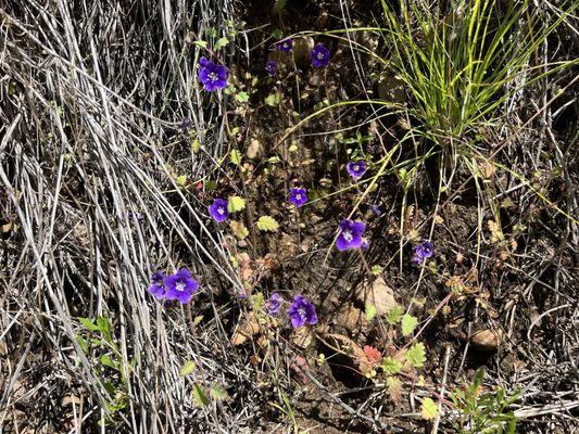 Parry's Phacelia