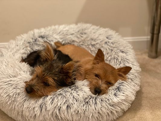 My two dogs Alex and Pablo after being groomed.