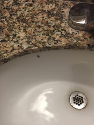 There was a roach that crawled out from the sides of the sink.