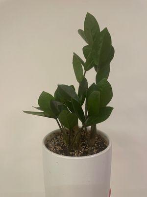 ZZ Plant