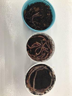 Three different types of worms