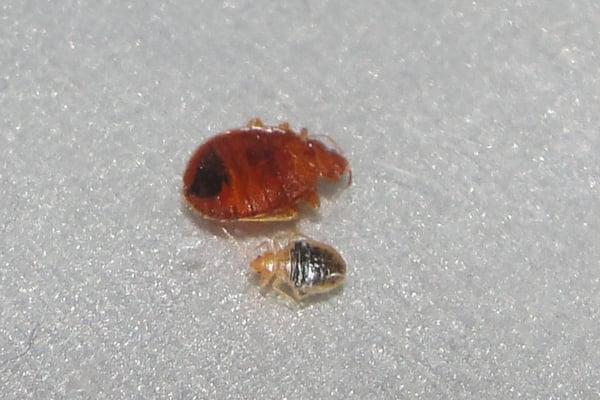 We offer bed bug inspections and treatments