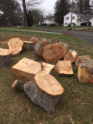 The tree they left behind on my front lawn