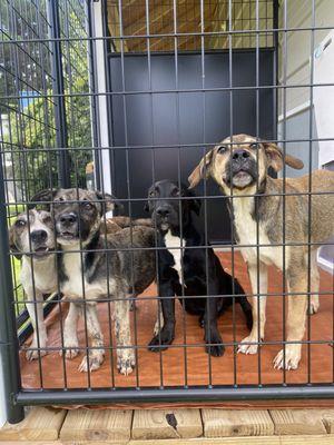 Puppies brought in by animal Control #georgetown